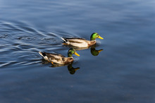 2 Drake Ducks In The Water