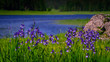 Schwertlilie blauviolett Wildblume
