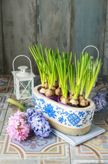 Wall Mural - Pot with muscari flowers