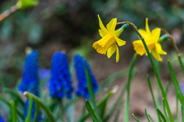 Narcissus and muscari