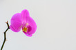 Orchidee-Orchid isoliert auf weissem textfreiem Hintergrund