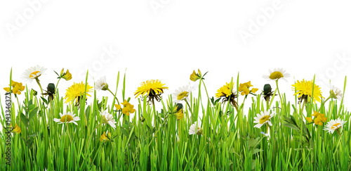 Obraz w ramie Grass and wild flowers border