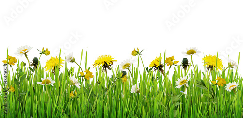 Naklejka na szybę Grass and wild flowers border