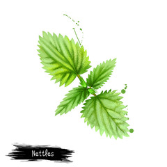 Digital art Nettles, stinging nettle or Urtica dioica isolated on white background. Organic healthy food. Green vegetable. Hand drawn plant closeup. Clip art illustration. Graphic design element