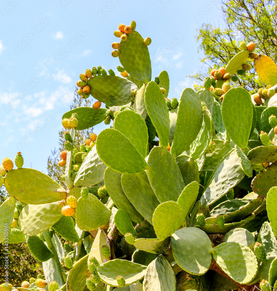 cactus fruit cactus Mallorca Stock Photo | Adobe Stock