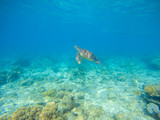 Fototapeta Do akwarium - Sea turtle by sea bottom. Wild turtle swims underwater in blue tropical sea.