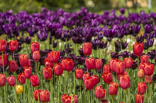 Red And Violet Tulips On A Flower Bed In The Garden
