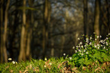 Fototapeta Las -  Spring blooming white flowers blooming in the woods with beautiful sunlight