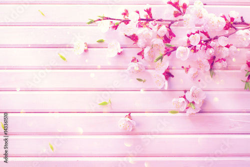 Spring blossom on white wooden plank background. Pink blooming apricot flowers