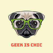 Cute Portrait Of Nerdy Pug Dog. Vector Illustration Isolated On White
