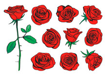 Red Roses Hand Drawn Color Set. Black Line Rose Flowers Inflorescence Silhouettes Isolated On White Background. Icon Collection. Vector Doodle Illustration