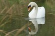 White swan drinking water on the pond looking in mirror