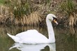 Mute swan on the pond