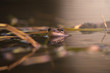 Common frog at mating season during spring, head over water with reflections in warm afternoon light