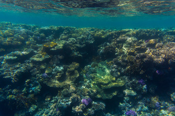 Variety of soft and hard coral shapes, sponges and branches in the deep blue ocean. Yellow, pin, green, purple and brown diversity of living clean undamaged corals.