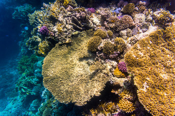 Variety of soft and hard coral shapes, sponges and branches in the deep blue ocean. Yellow, pin, green, purple and brown diversity of living clean undamaged corals.