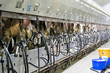 Cow milking automatic system in the milk farm.