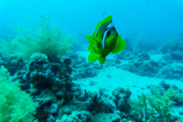 beautiful underwater abstract pattern coral reef and a pair of yellow butterfly fishes