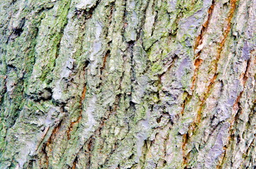 
The texture of the bark of the fruit tree overgrown with moss.