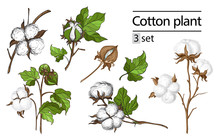 Vector Set Of Hand Draw Ink Cotton Plant And Lettering. Botanical Illustrations.