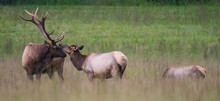 Bull And Cow Elk Nuzzle Panorama