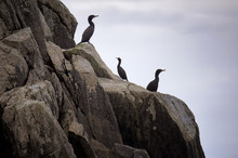Cormorants Resting On Cliffs In Alaska