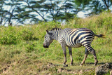 Fototapeta  - Zebra grazing in savanna