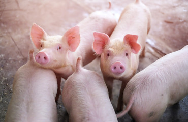 Small piglet in the farm. Group of Pig indoor on a farm yard in Thailand. swine in the stall.