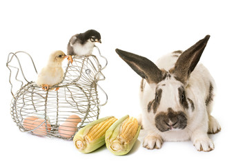 Poster - Checkered Giant rabbit and chicks