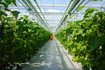 Tasty organic green cucumbers growth in big Dutch greenhouse, everyday harvest