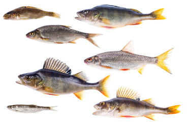 set of seven freshwater fishes isolated on white