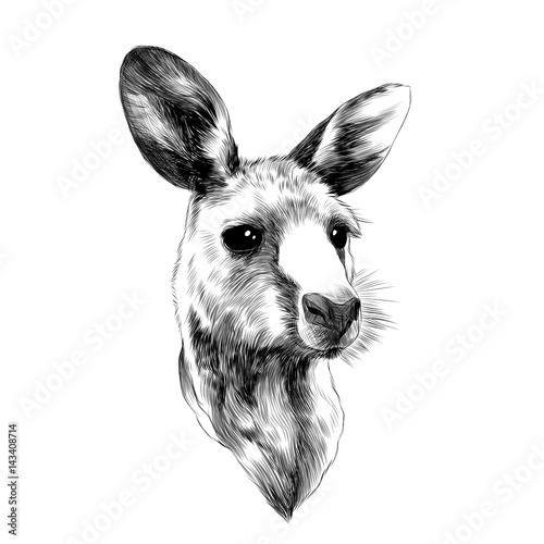 Funny Cute Baby Kangaroo Head Sketch Vector Graphics Black And White