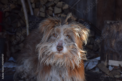 Foto Alter kleiner shaggy Bastardhund mit roter Zunge und brauner Wolle