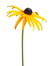 Single Compound Flower Of A Rudbeckia Isolated On White