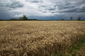 A cultivated field full of golden wheat with some trees at distance under an overcast sky