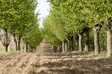 orchard with hazenut trees