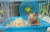 Fototapeta  - Close-up of a cute hamster in blue cage