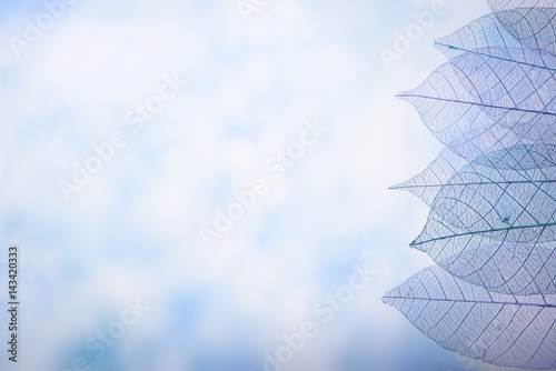 Fotografering Skeleton leaves on blured background, close up