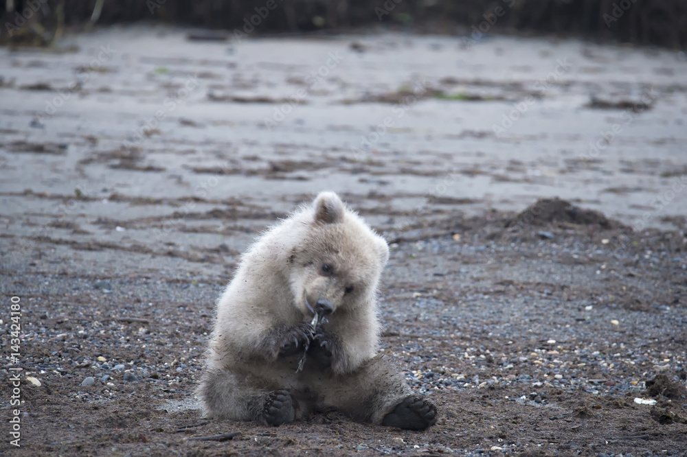 Brown bear cub eating salmon along coast in Alaska Stock Photo | Adobe ...