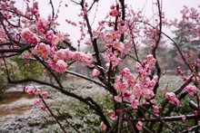 Pink Flower Blooms Of The Japanese Ume Apricot Tree, Prunus Mume, In The Snow