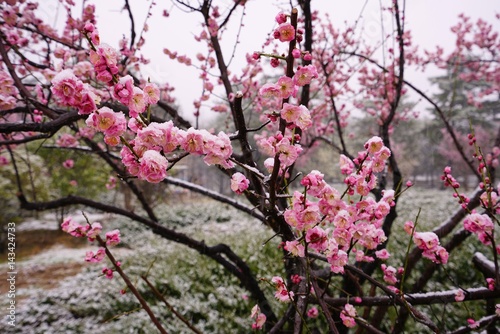 Pink Flower Blooms Of The Japanese Ume Apricot Tree Prunus Mume In The Snow Stock Photo Adobe Stock