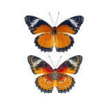 Fototapeta Motyle - Beautiful Butterflies isolated on white background