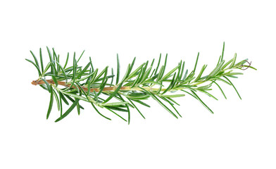 Wall Mural - rosemary isolated on white background