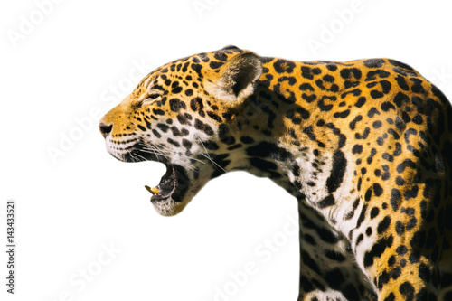 Image of a jaguar ( panthera onca ) isolated on white backgrond. Poster Mural XXL