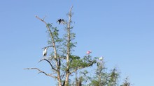 Roseate Spoonbill , White Ibis ,Anhinga And Wood Stork On A Tree