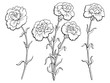 Carnation flower graphic black white isolated sketch illustration vector