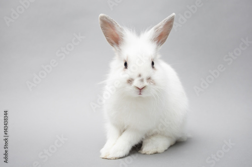 Zdjęcie XXL Śliczny biały dziecko królika królik na bezszwowym lekkim tle