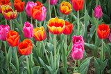 Fototapeta Kwiaty - Campo di tulipani colorati