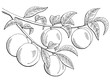 Peach fruit graphic branch black white isolated sketch illustration vector