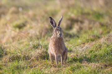 Wall Mural - Brown Hare